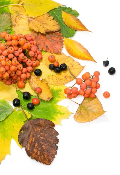 Herfst stilleven — Stockfoto