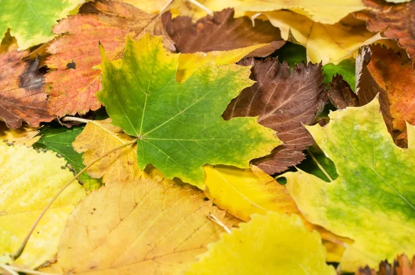 Background with autumn leaves — Stock Photo, Image