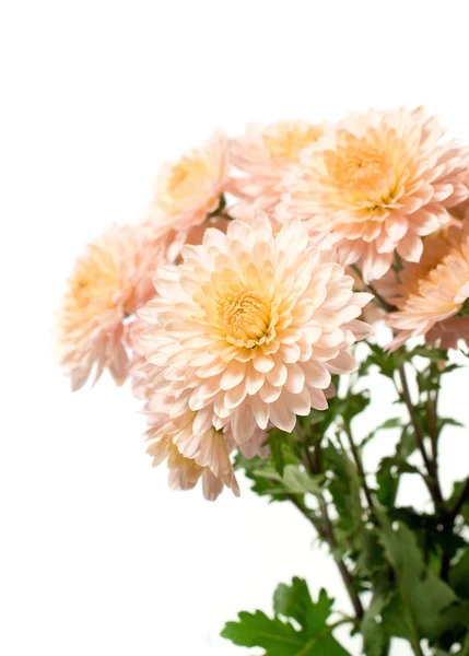 在白色背景上的粉红色翠菊 — 图库照片