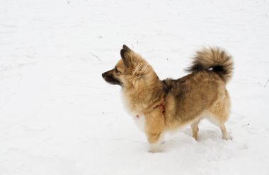 kar genç köpek