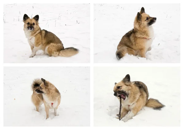 Set with young dog in the snow — Stock Photo, Image