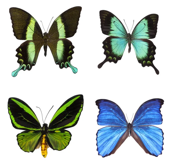 Collection of tropical butterflies — Stock Photo, Image