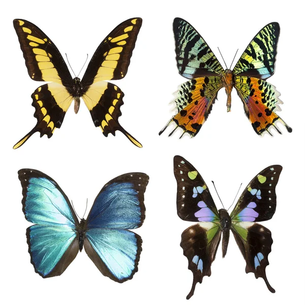 Collection of tropical butterflies — Stock Photo, Image