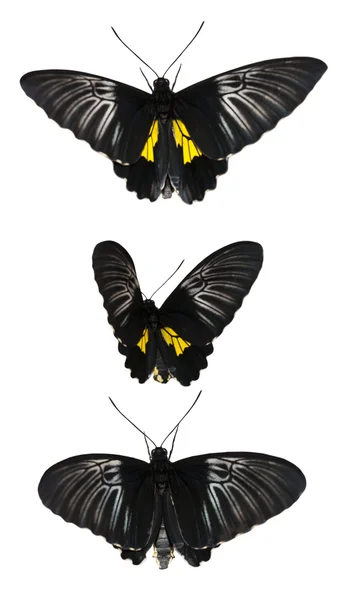 Set mit einem Schmetterling — Stockfoto