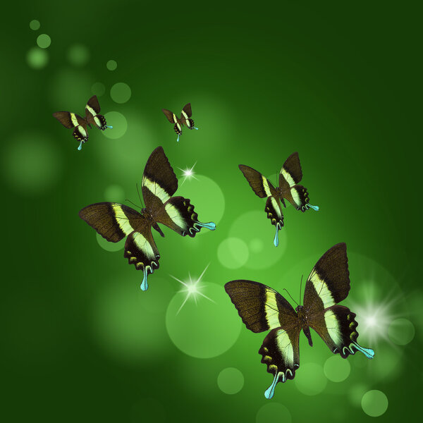 background with tropical butterflies