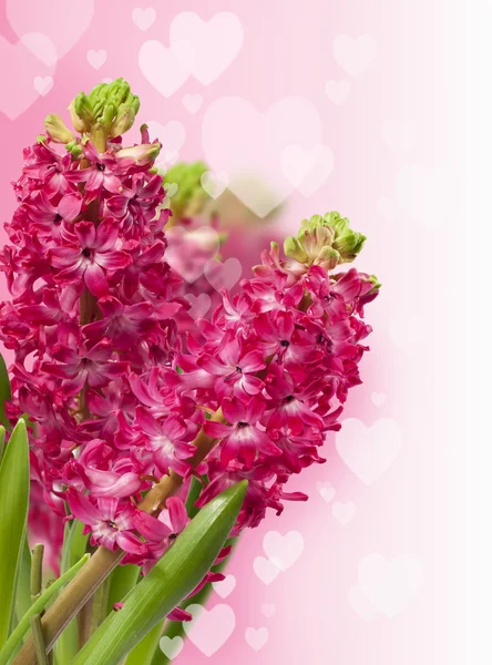 Pink hyacinth — Stock Photo, Image