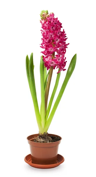 Pink hyacinth in a pot — Stock Photo, Image