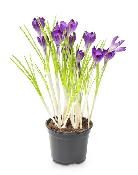 Crocus growing in a pot — Stock Photo, Image