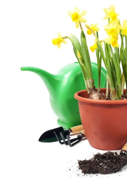 Daffodils and gardening tools — Stock Photo, Image