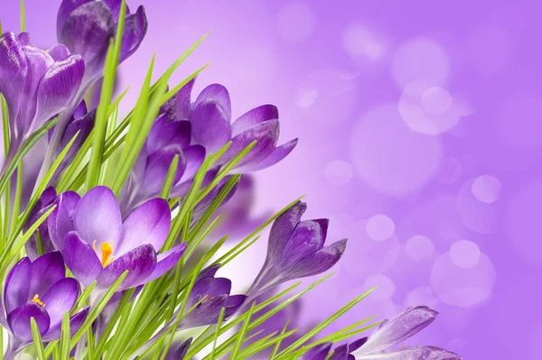 Floral background with crocuses — Stock Photo, Image