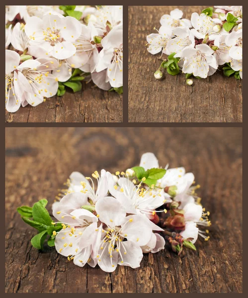 Apricot blossom. Set of spring flowers — Stock Photo, Image