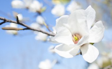 Manolya çiçeği gökyüzü