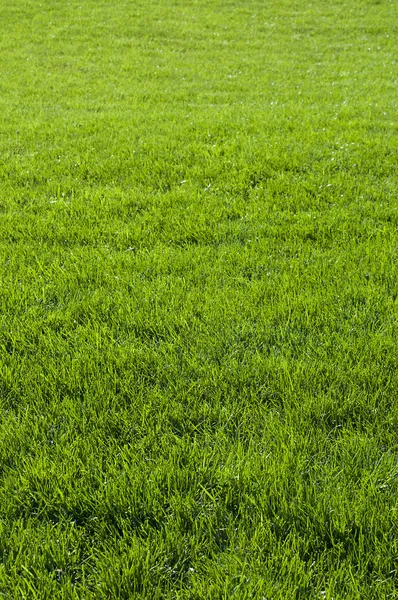 Sfondo con erba verde — Foto Stock