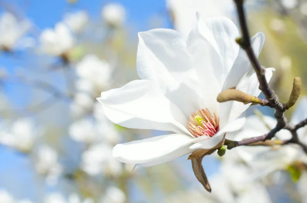 Witte magnolia bloem — Stockfoto