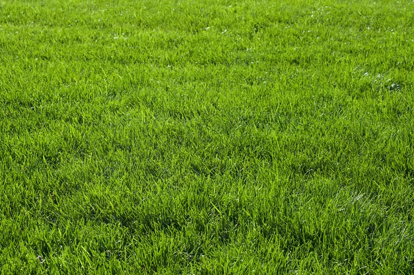 Фон с зеленой травой — стоковое фото