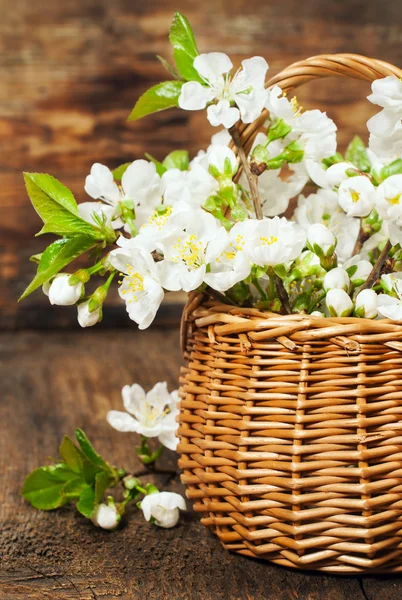 Bouquet of cherry in a basket — Stok fotoğraf