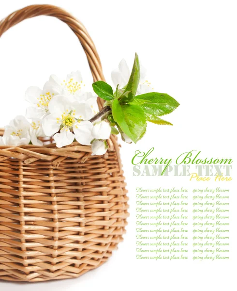 Cherry blossom in a basket — Stock Photo, Image