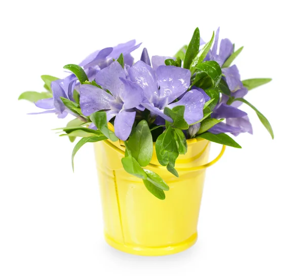 Bouquet of blue wild flowers in yellow bucket — Stock Photo, Image