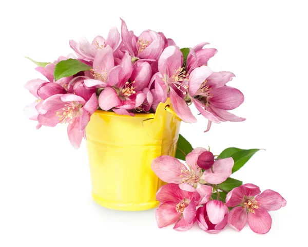 Rózsaszín tavaszi virágok sárga vödör — Stock Fotó