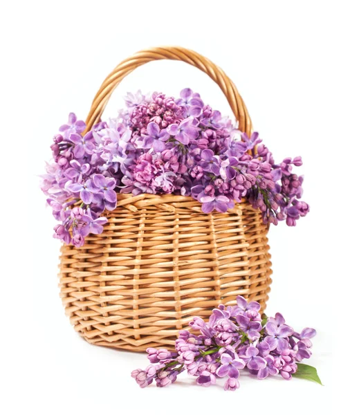 Buket lilac hasır sepet içinde — Stok fotoğraf