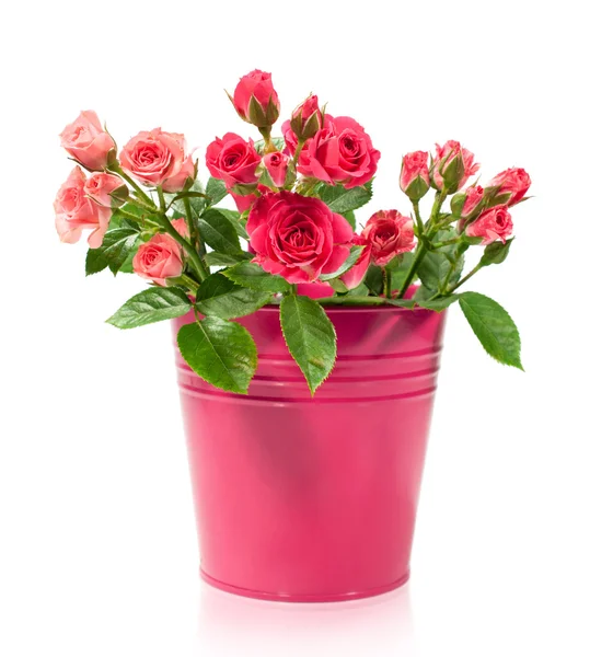 Bouquet of roses in a bucket — Stock Photo, Image