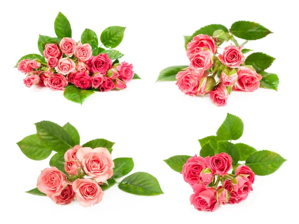 Sada růžových růží — Stock fotografie
