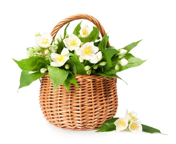 Blooming jasmine in a wicker basket — Stock Photo, Image