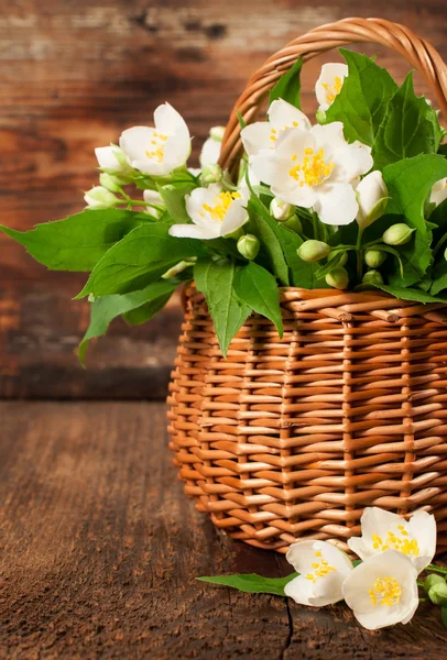 Blommande jasmin i en korg — Stockfoto