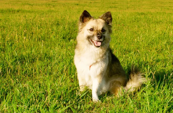 Fluffy young dog — Stok fotoğraf