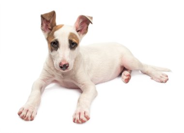 jack Russell terrier yavrusu