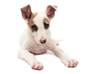 Yavru köpek beyazda izole edilmiş.