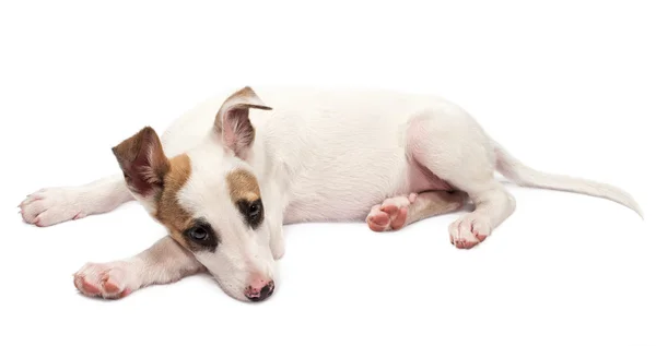Chiot Jack Russell Terrier — Photo