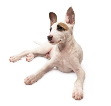 a genç köpek portresi