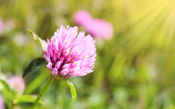 Floraler Hintergrund mit Klee — Stockfoto