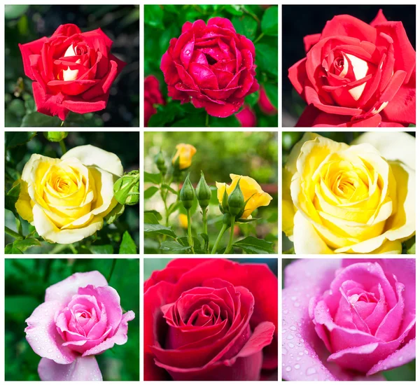 Set of roses — Stock Photo, Image