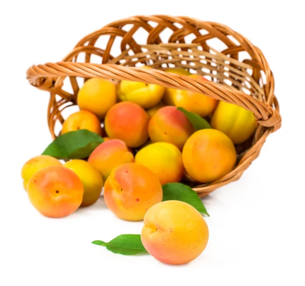 Aprikoser faller ur en korg — Stockfoto