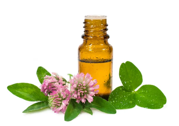 Essential oil and blooming clover — Stock Photo, Image