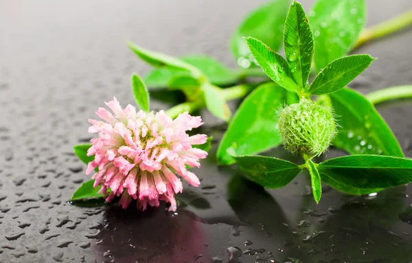 Klee auf schwarzem Hintergrund mit Wassertropfen — Stockfoto