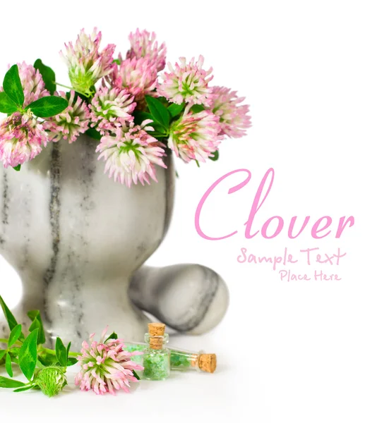 Blooming clover in a stone mortar — Stock Photo, Image