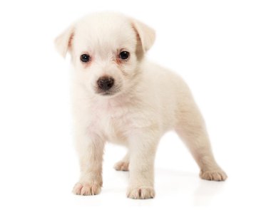 küçük beyaz köpek yavrusu yakın çekim