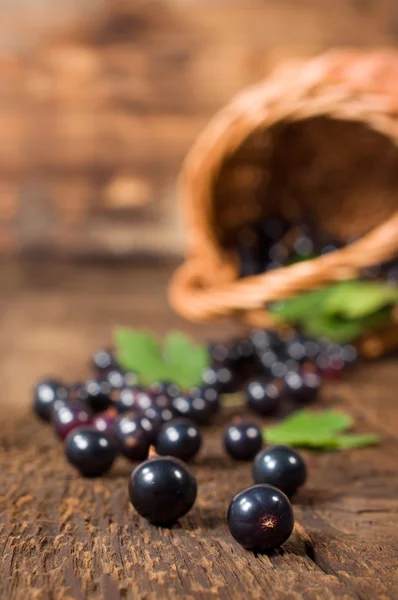 Porzeczki czarne jagody wyciek z kosza — Zdjęcie stockowe