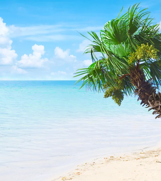 Tropisches Paradies mit azurblauem Wasser und Palmen — Stockfoto