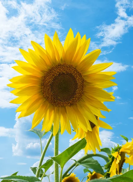 Zonnebloem close-upAyçiçeği yakın çekim — Stockfoto