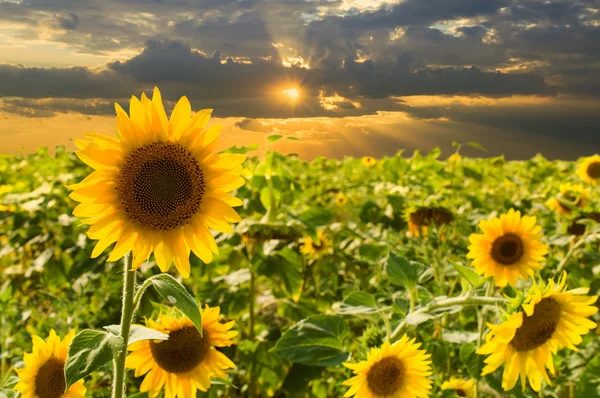 Field of sunflowers at sunset — Stock Photo, Image