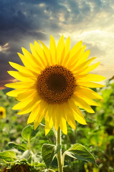 Girasol primer plano en una puesta de sol — Foto de Stock