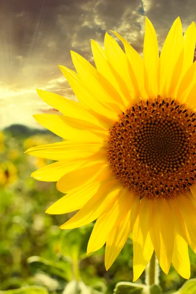 Girasol primer plano al atardecer — Foto de Stock