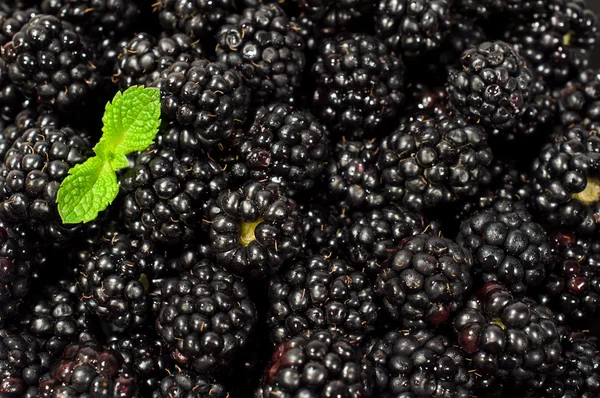 Reife Brombeeren mit Minze — Stockfoto