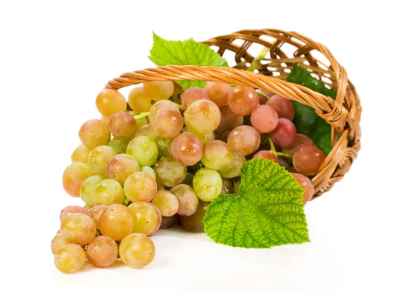 Ripe bunch of grapes in a basket — Stock Photo, Image