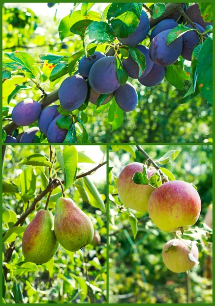 Garden collection: apples, pears and plums tree — Stock Photo, Image