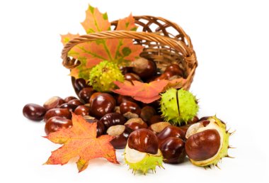 sepet içinde yapraklarla At kestanesi